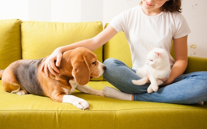 2人掛けソファ ハイバック 傷付きにくい ペット ひっかき 2人掛け